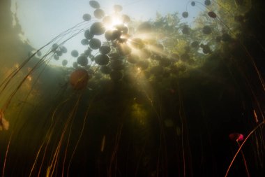 Işık ve su altında gölgelerde Cape Cod Gölü