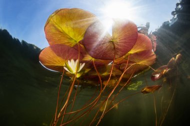 Colorful Lily Pads and Sunlight Underwater clipart