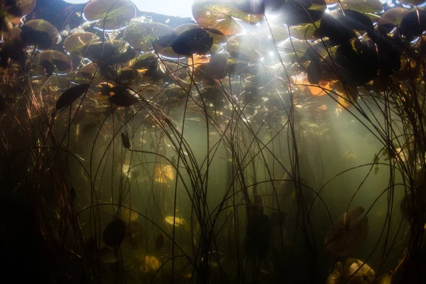 Göl su altında bitki örtüsü