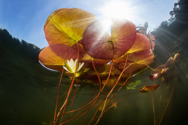 Colorful Lily Pads and Sunlight Underwater