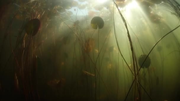 Luz e Sombras Subaquáticas no Lago — Vídeo de Stock