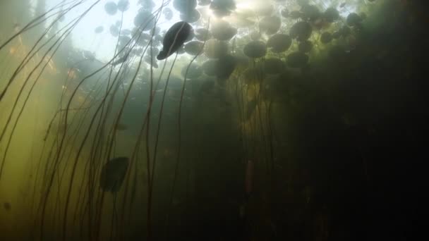 Licht en schaduwen onder water in Lake — Stockvideo