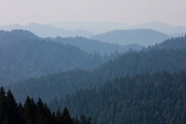 Kuzey Kaliforniya'da hiç bitmeyen sekoya ormanı
