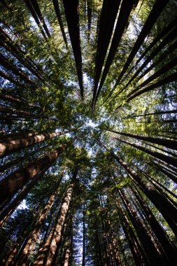 Redwood orrmanı Kuzey Kaliforniya'da