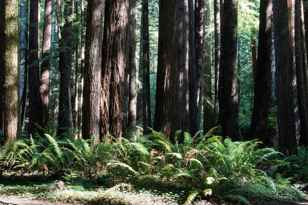 Φως και σκιές στο δάσος Redwood στη Βόρεια Καλιφόρνια — Φωτογραφία Αρχείου