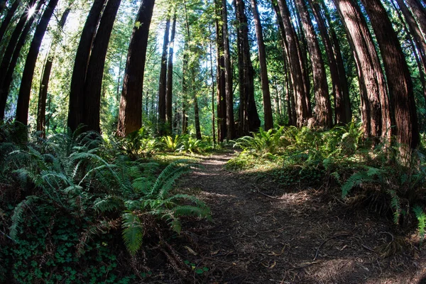Kuzey Kaliforniya Redwood ormanda yol