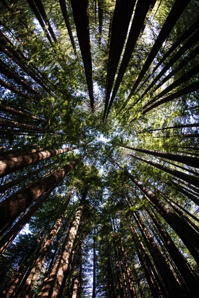 Redwood Forest Canopy in Northern California