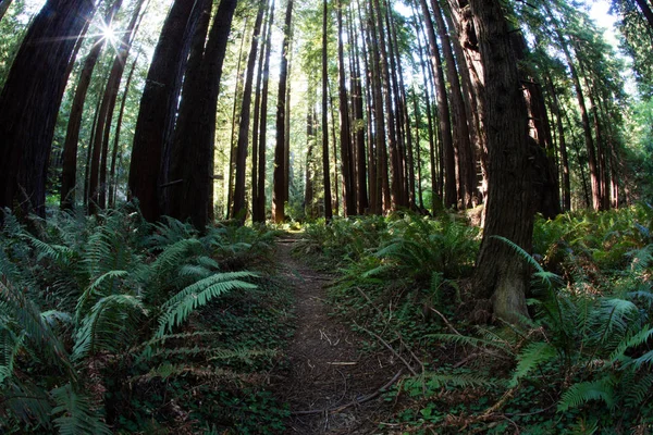 Όμορφο δάσος Redwood στη Βόρεια Καλιφόρνια — Φωτογραφία Αρχείου