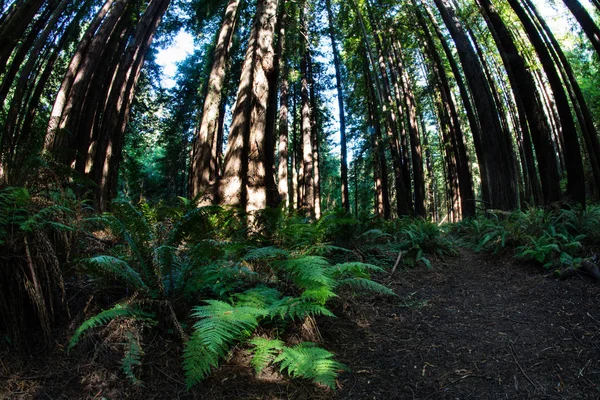 Υγιές δάσος Redwood στη Βόρεια Καλιφόρνια — Φωτογραφία Αρχείου
