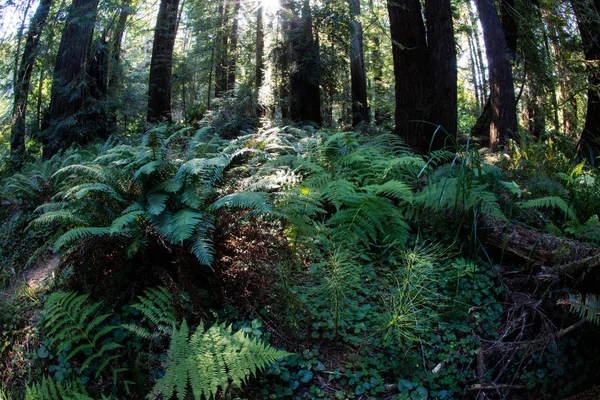 Δάσος Redwood στη Βόρεια Καλιφόρνια — Φωτογραφία Αρχείου