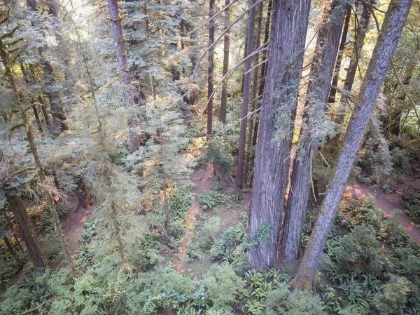 Imagem aérea da Floresta Redwood na Califórnia — Fotografia de Stock