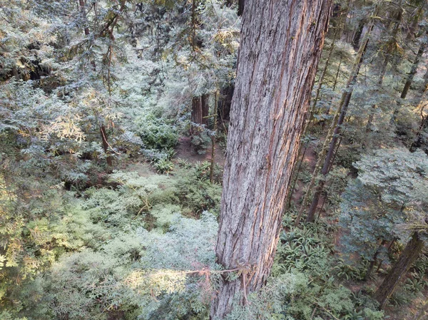 Αεροφωτογραφία της δάσος Redwood, Καλιφόρνια — Φωτογραφία Αρχείου