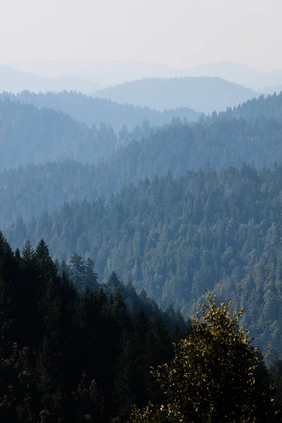 Bosque Redwood en el norte de California —  Fotos de Stock