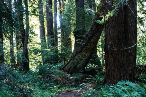 Luz e Sombras na Floresta Redwood da Califórnia — Fotografia de Stock