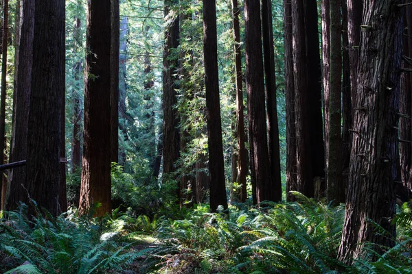 Redwood Trees no norte da Califórnia — Fotografia de Stock