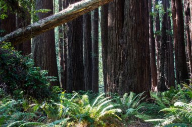 Kuzey Kaliforniya Redwood ormanda