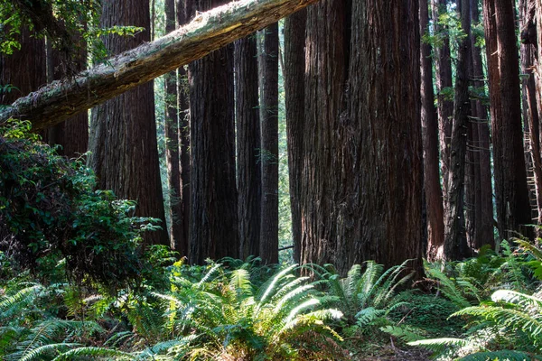 Redwood Forest no norte da Califórnia — Fotografia de Stock