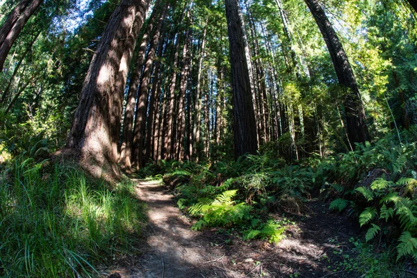 Δάσος Redwood μέσα εθνικό πάρκο Redwood, Καλιφόρνια — Φωτογραφία Αρχείου