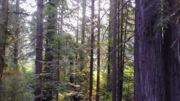 Aerial Footage av Redwood Forest i Kalifornien — Stockvideo