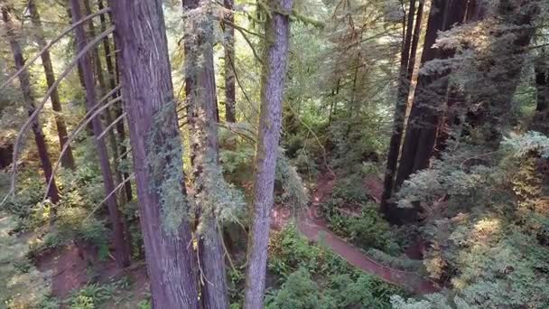 Аэрофотосъемка Редвудского леса в Калифорнии — стоковое видео