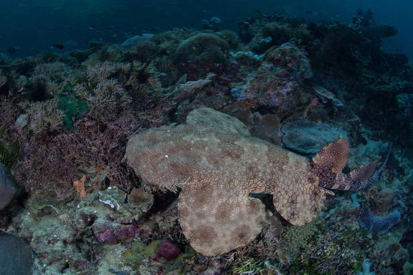 Tasseled Wobbegong Shark à Raja Ampat — Photo