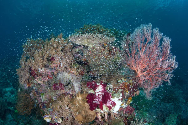 Raja Ampat renkli mercan resif — Stok fotoğraf