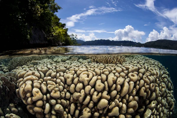 Sığ mercan Raja Ampat içinde büyümek