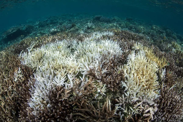 Tropikal Pasifik ağartma mercan