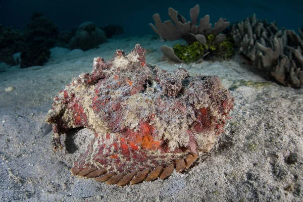 Arrecife de pez piedra en el fondo del mar —  Fotos de Stock