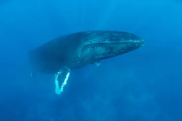 Горбатый кит поднимается на поверхность — стоковое фото