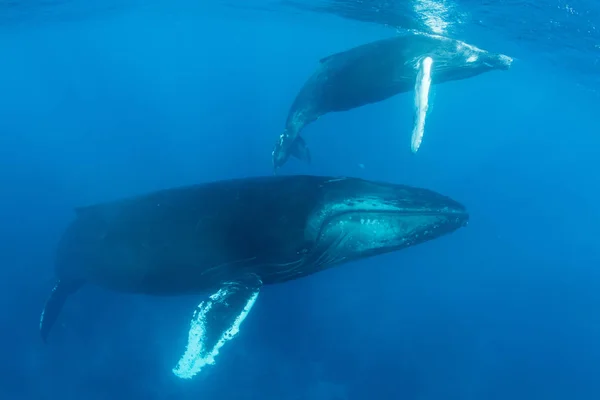 Humpbacks in de buurt van oppervlak van Caribbean — Stockfoto