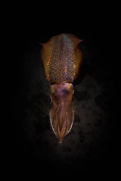 Calamares en Agua Oscura — Foto de Stock