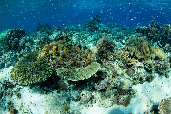 Hermoso y saludable arrecife de coral —  Fotos de Stock