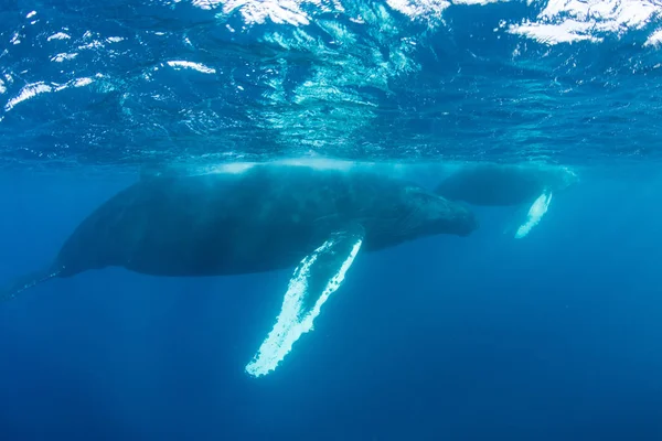 Karib-tenger felszínén a hosszúszárnyú bálnákat — Stock Fotó