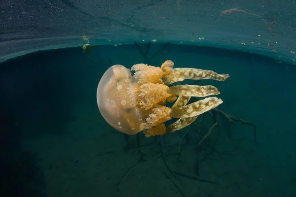 Palau altın denizanası — Stok fotoğraf