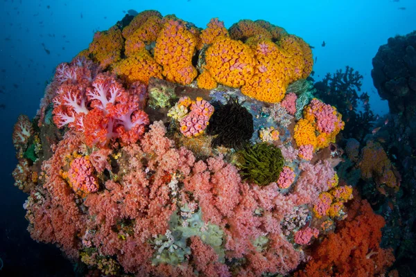 Récif corallien vibrant en Indonésie — Photo