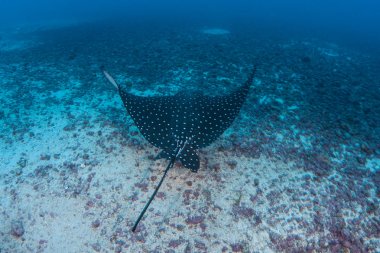 Benekli eagle ray