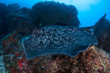 Yuvarlak Ribbontail Ray