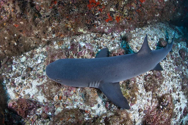 Tiburón de arrecife blanco descansando en el fondo del mar —  Fotos de Stock