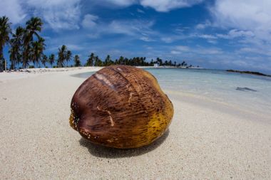 Coconut on Remote Tropical Island Beach clipart