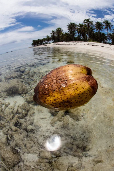 远程热带岛附近漂浮的椰子 — 图库照片