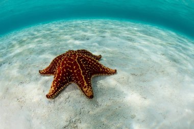 Red Starfish in Caribbean Sea clipart