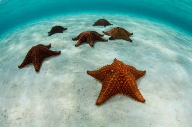 Karayip Denizi renkli deniz yıldız