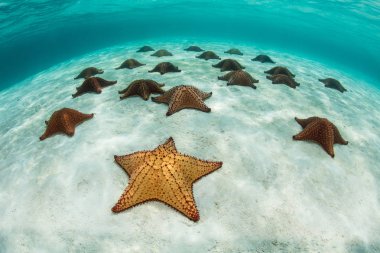 Vibrant Sea Stars in Caribbean Sea clipart