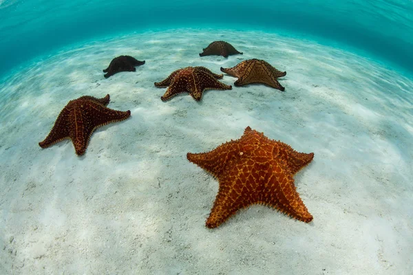 Πολύχρωμα αστέρια της θάλασσας στην Καραϊβική Θάλασσα — Φωτογραφία Αρχείου