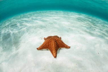 Karayipler'de su altında deniz yıldızı