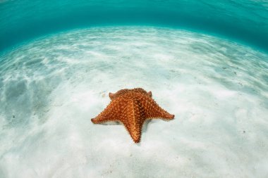Starfish Underwater in Caribbean clipart
