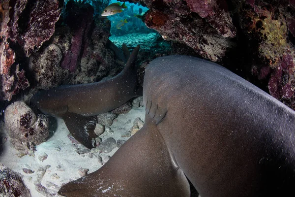 Tiburones nodriza en cueva submarina —  Fotos de Stock