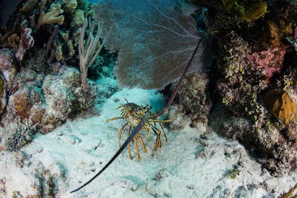 Раскрашенный лобстер в Карибском море — стоковое фото
