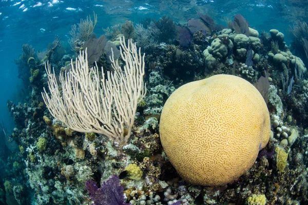 Coral mózgu i gorgonie w Morzu Karaibskim — Zdjęcie stockowe